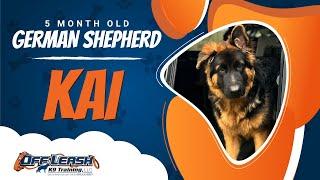 KAI | 5 MONTH OLD GSD | BEST DOG TRAINING | NORTHERN VIRGINIA | OFF LEASH K9 TRAINING