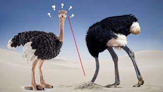 10 Fakta Tentang Burung Unta (Ostrich)