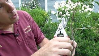 How to Prune Evergreen Shrubs Selectively