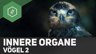 Vögel - Innere Organe