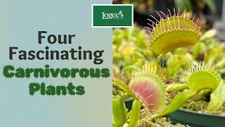 Four Fascinating Carnivorous Plants You Can Grow at Home!