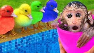 Monkey Baby BonBon Eat Melon and Fruit with Cute Puppy on the Swimming Pool - Crew BonBon