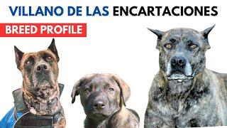 Villano de Las Encartaciones Breed Profile History - Price - Traits - Grooming Needs - Lifespan