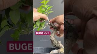 Making Bonsai From Bougainvillea Material