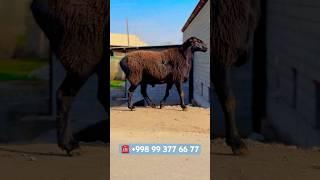1000$ Ками бор Хайри бор
