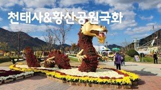 천태산천태사&양산황산공원국화축제 아미타대불