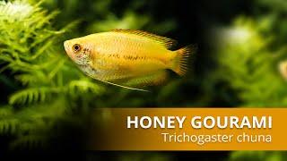 Species Spotlight | Honey Gourami