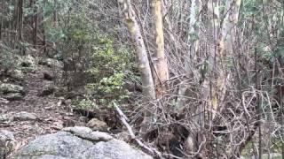 Lyrebird - Square Rock walking trail - Canberra