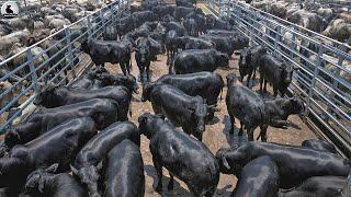 Cómo la agricultora de Japón crea la carne más cara del mundo | Granja De David