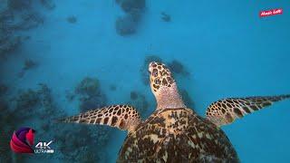 Sea turtle paradise in 4k film | Relaxation music + calming music