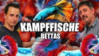 Kampffisch (Betta) Haltung und Pflege