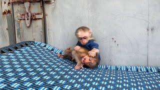 OHHHH GODnesss!!!! Minea Really B@d Scratchinq Little Mako Face & Steal His Milk