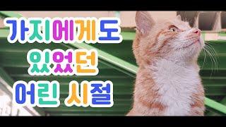 길냥이 가지의 어릴적 사진과 나이를 공개합니다.