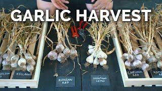 How to Grow Garlic | Garlic Scapes, Harvesting, & Curing (Part 3)