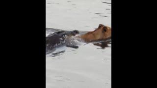 鱷魚襲擊渡河的動物，獅子成功逃脫，角馬慘遭毒手 #野生動物零距離 #神奇動物在抖音 #獅子 #角馬 #內容啟發搜索