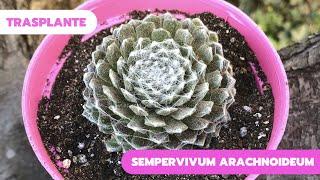 TRASPLANTAR SEMPERVIVUM ARACHNOIDEUM + Invitada Especial