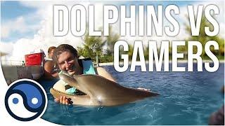 Dolphins vs Gamers (YouTubers play with big water dogs)