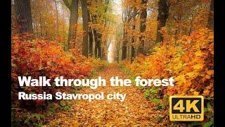 Walk through the autumn forest, Russia, Stavropol city video 4k ASMR