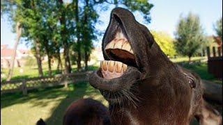 écouter les conversations des animaux histoire qui réveille le monde , toujours caméléon officiel