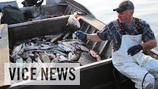 The Worst Fish in America: Asian Carpocalypse