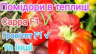 Помідори в теплиці на 8 червня, які швидше достигли 