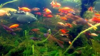 Koi Fish Pond GoPro