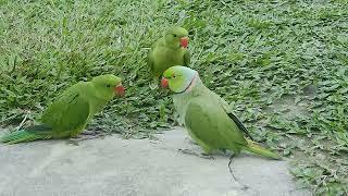 #young parrot and baby parrot meeting ️#birdlove