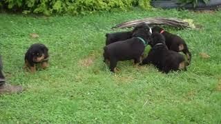 Rottweiler Puppies for Sale