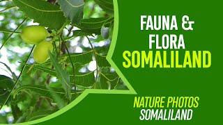 Somaliland Fauna and Flora - Birds and Flowers of Somaliland