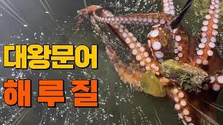 [해루질] 발에 물컹한 대왕문어가...? 사이즈 미쳤다!!!