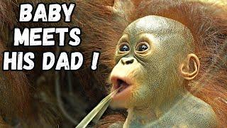 Orangutan Baby's Heartwarming Reunion With Dad!