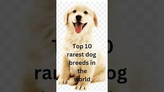 Top 10 rarest dog breed in the world #doglover #rare