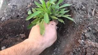 How To PROPERLY Pull Weeds From Your Yard