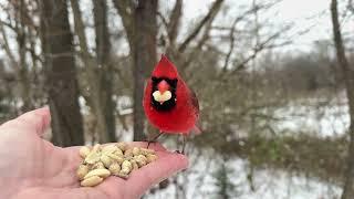 Hand-feeding Birds in Slow Mo - Northern Cardinal