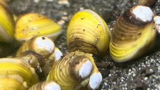 goldene Körbchenmuscheln Corbicula sp. im Aquarium - die aktuelle Entwicklung im Bodensee #muscheln