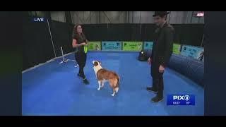 Super Pet Expo PIX 11 2022