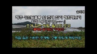 제주성산일출봉 무료조개잡기 체험(조개잡는법,조개잡이도구)