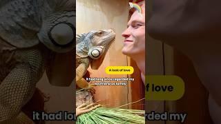 Every life deserves respect #shortvideo#Lizard#shorts#Pet #Animal #Healing