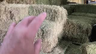 A Little Horse Hay Discussion - Grass vs Alfalfa - Mokie & Buddy Visit