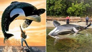 The Tragic Untold Story of Keiko The Orca