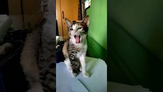 funny cat yawning  #cat #funny #catlover #cute #funnycats #catvideo #catyawn #cococat #musicgenre