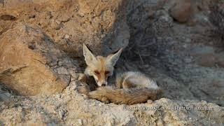 Arabian Fox in the Desert