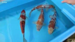 Modern Koi Blog #754 - Ginrin Ochiba Zeichnungen im Vergleich