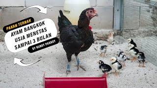 PAKAN AYAM BANGKOK USIA MENETAS SAMPAI 3 BULAN