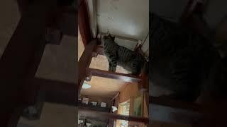 #природа #веселыекоты #cat #прикольныекоты #animals #красиваякошка #funny #видосыоткота #моякошка