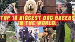 Top 10 Biggest Dog Breeds in The World | Elegant Studio