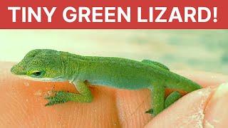 Carolina anole: favorite pet lizard in its native habitat!