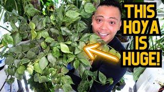  This Hoya grows SO FAST  Hoya Plant Chores  | indoor houseplant care 