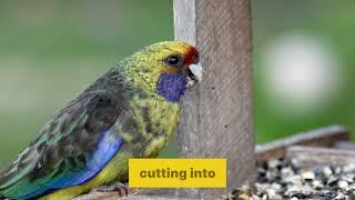 MIND-BLOWING Parrot Claw Trimming Secrets Revealed for Busy Owners