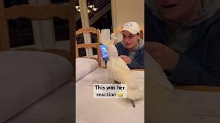 Parrots like cute parrot videos too! #parrot #cockatoo #funny #reaction #shorts